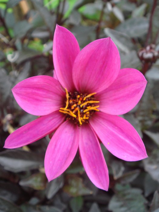 Dahlia x 'Happy Days rose'